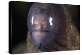 A White-Eyed Moray Eel-Stocktrek Images-Stretched Canvas