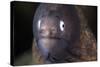 A White-Eyed Moray Eel-Stocktrek Images-Stretched Canvas