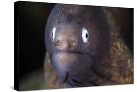 A White-Eyed Moray Eel-Stocktrek Images-Stretched Canvas