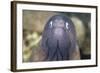 A White-Eyed Moray Eel-Stocktrek Images-Framed Photographic Print