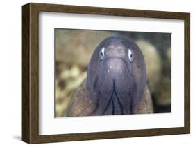 A White-Eyed Moray Eel-Stocktrek Images-Framed Photographic Print