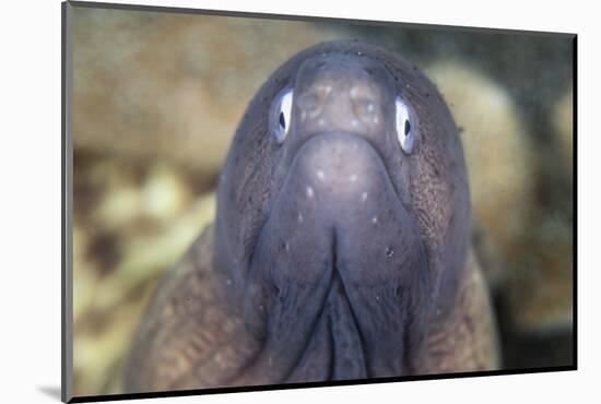 A White-Eyed Moray Eel-Stocktrek Images-Mounted Photographic Print