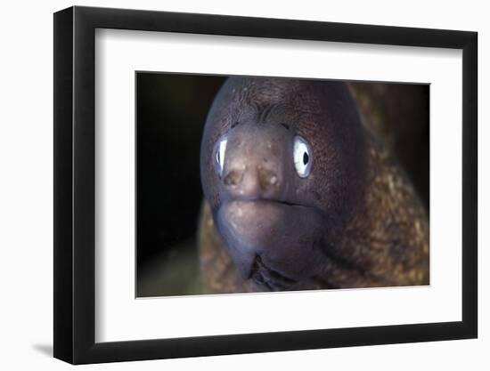 A White-Eyed Moray Eel-Stocktrek Images-Framed Photographic Print