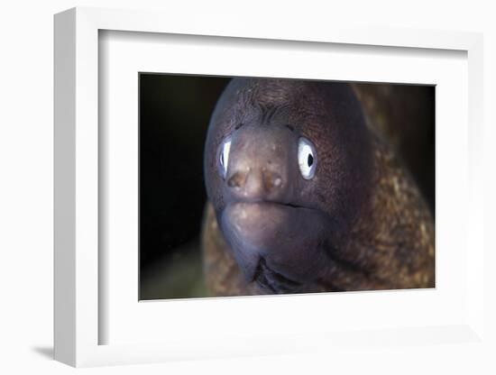 A White-Eyed Moray Eel-Stocktrek Images-Framed Photographic Print