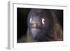 A White-Eyed Moray Eel-Stocktrek Images-Framed Photographic Print