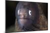 A White-Eyed Moray Eel-Stocktrek Images-Mounted Photographic Print