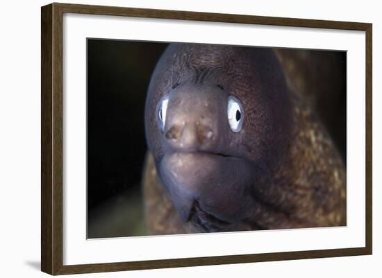 A White-Eyed Moray Eel-Stocktrek Images-Framed Photographic Print