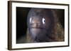 A White-Eyed Moray Eel-Stocktrek Images-Framed Photographic Print