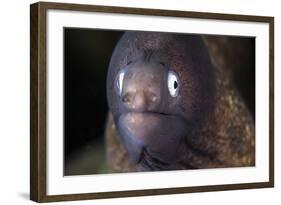 A White-Eyed Moray Eel-Stocktrek Images-Framed Photographic Print