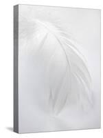 A White Feather-Barbara Lutterbeck-Stretched Canvas