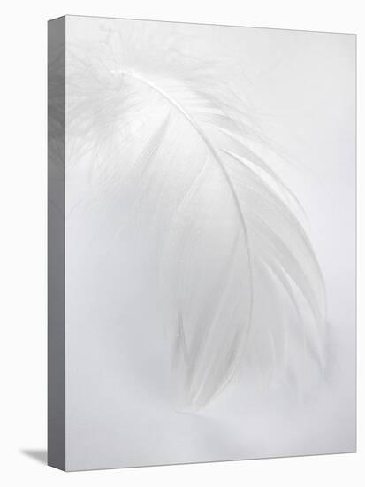 A White Feather-Barbara Lutterbeck-Stretched Canvas