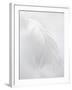 A White Feather-Barbara Lutterbeck-Framed Photographic Print