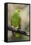 A White-Fronted Parrot in a Costa Rican Dry Forest-Neil Losin-Framed Stretched Canvas