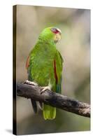 A White-Fronted Parrot in a Costa Rican Dry Forest-Neil Losin-Stretched Canvas