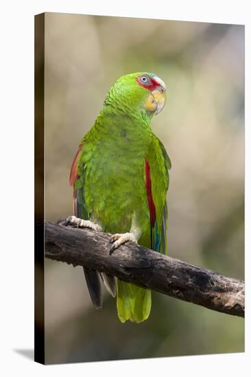 A White-Fronted Parrot in a Costa Rican Dry Forest-Neil Losin-Stretched Canvas