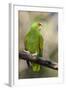 A White-Fronted Parrot in a Costa Rican Dry Forest-Neil Losin-Framed Photographic Print