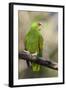 A White-Fronted Parrot in a Costa Rican Dry Forest-Neil Losin-Framed Photographic Print