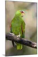 A White-Fronted Parrot in a Costa Rican Dry Forest-Neil Losin-Mounted Photographic Print