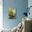 A White-Fronted Parrot in a Costa Rican Dry Forest-Neil Losin-Mounted Photographic Print displayed on a wall