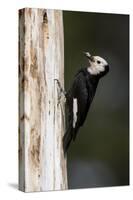 A White-Headed Woodpecker Returns to its Nest Cavity with a Bill Full of Insects in California-Neil Losin-Stretched Canvas