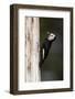 A White-Headed Woodpecker Returns to its Nest Cavity with a Bill Full of Insects in California-Neil Losin-Framed Photographic Print