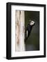 A White-Headed Woodpecker Returns to its Nest Cavity with a Bill Full of Insects in California-Neil Losin-Framed Photographic Print