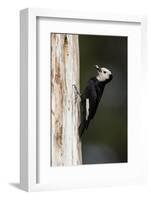 A White-Headed Woodpecker Returns to its Nest Cavity with a Bill Full of Insects in California-Neil Losin-Framed Photographic Print