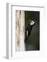 A White-Headed Woodpecker Returns to its Nest Cavity with a Bill Full of Insects in California-Neil Losin-Framed Photographic Print