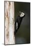 A White-Headed Woodpecker Returns to its Nest Cavity with a Bill Full of Insects in California-Neil Losin-Mounted Photographic Print