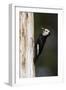 A White-Headed Woodpecker Returns to its Nest Cavity with a Bill Full of Insects in California-Neil Losin-Framed Photographic Print