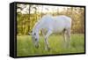 A White Horse Surrounded by Grasslands Nearby Krakow, Poland.-jsaternus-Framed Stretched Canvas