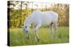 A White Horse Surrounded by Grasslands Nearby Krakow, Poland.-jsaternus-Stretched Canvas