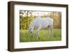 A White Horse Surrounded by Grasslands Nearby Krakow, Poland.-jsaternus-Framed Photographic Print