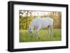 A White Horse Surrounded by Grasslands Nearby Krakow, Poland.-jsaternus-Framed Photographic Print