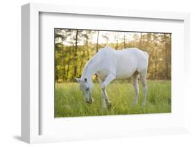 A White Horse Surrounded by Grasslands Nearby Krakow, Poland.-jsaternus-Framed Photographic Print