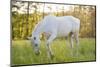 A White Horse Surrounded by Grasslands Nearby Krakow, Poland.-jsaternus-Mounted Photographic Print