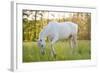 A White Horse Surrounded by Grasslands Nearby Krakow, Poland.-jsaternus-Framed Photographic Print
