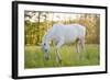 A White Horse Surrounded by Grasslands Nearby Krakow, Poland.-jsaternus-Framed Photographic Print