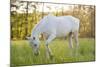 A White Horse Surrounded by Grasslands Nearby Krakow, Poland.-jsaternus-Mounted Photographic Print