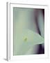 A White Lily Covering a Nude Female Figure-India Hobson-Framed Photographic Print