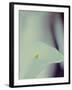 A White Lily Covering a Nude Female Figure-India Hobson-Framed Photographic Print