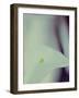 A White Lily Covering a Nude Female Figure-India Hobson-Framed Photographic Print