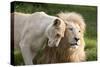 A White Lion Males Stares To The Right While A Lioness Nuzzles Him And Shows Affection-Karine Aigner-Stretched Canvas