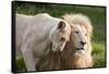 A White Lion Males Stares To The Right While A Lioness Nuzzles Him And Shows Affection-Karine Aigner-Framed Stretched Canvas