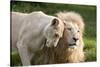 A White Lion Males Stares To The Right While A Lioness Nuzzles Him And Shows Affection-Karine Aigner-Stretched Canvas