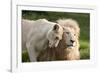 A White Lion Males Stares To The Right While A Lioness Nuzzles Him And Shows Affection-Karine Aigner-Framed Photographic Print