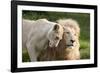 A White Lion Males Stares To The Right While A Lioness Nuzzles Him And Shows Affection-Karine Aigner-Framed Photographic Print