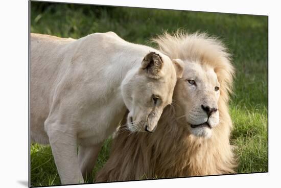 A White Lion Males Stares To The Right While A Lioness Nuzzles Him And Shows Affection-Karine Aigner-Mounted Photographic Print