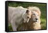 A White Lion Males Stares To The Right While A Lioness Nuzzles Him And Shows Affection-Karine Aigner-Framed Stretched Canvas