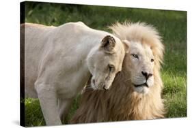 A White Lion Males Stares To The Right While A Lioness Nuzzles Him And Shows Affection-Karine Aigner-Stretched Canvas